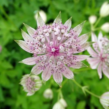 Sanícula hembra Pink Sensation - Astrantia major