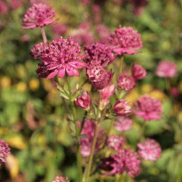 Sanícula hembra Washfield - Astrantia major