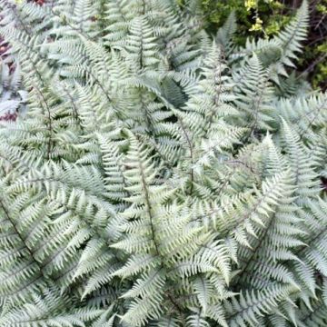 Athyrium niponicum var. pictum Ghost - Helecho pintado japonés