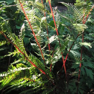 Athyrium filix-femina Lady in Red - Helecho hembra