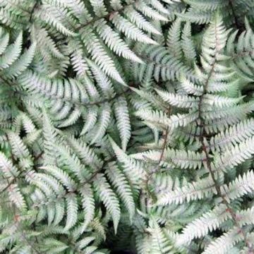 Athyrium niponicum Burgundy Lace - Helecho pintado japonés