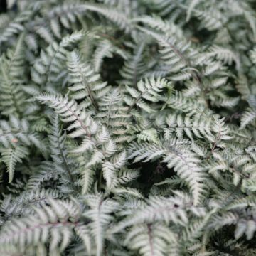 Athyrium niponicum Pewter Lace - Helecho pintado japonés