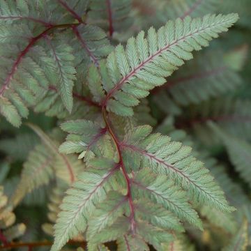 Athyrium niponicum var. pictum Red Beauty - Helecho pintado japonés