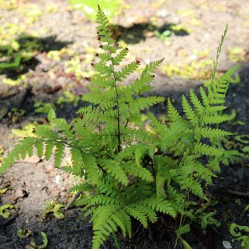 Athyrium vidalii - Helecho de Vidal