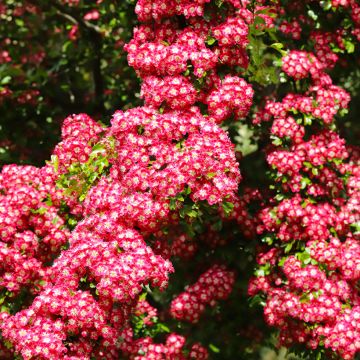 Espino blanco - Crataegus laevigata Crimson Cloud