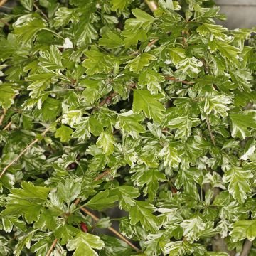 Espino albar - Crataegus monogyna Variegata