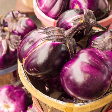 Berenjena Aubergine Rotonda Bianca Sfumata Di Rosa