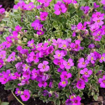 Aubrieta Swan Red