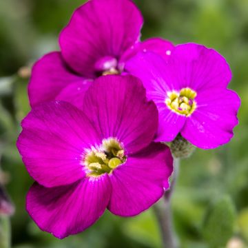 Aubrieta Cascade Red