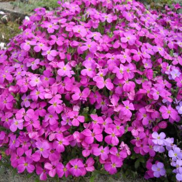 Aubrieta macedonica var macedonica