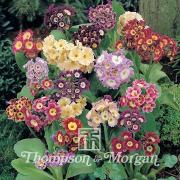 Primula auricula Douglas Prize Mix - Oreja de oso