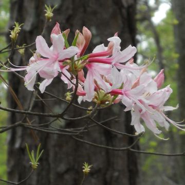 Azalea canescens