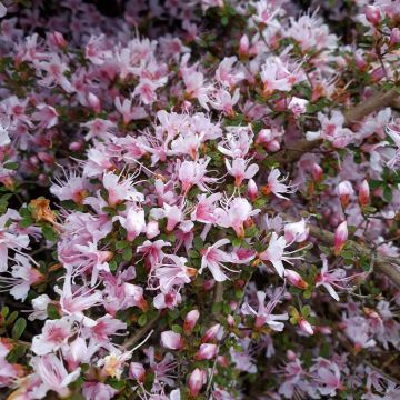 Azalea serpyllifolium - Rhododendron