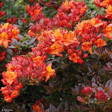 Azalea Mary Poppins