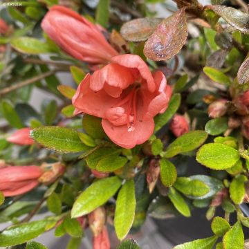 Azalea nakaharae Pink Cascade