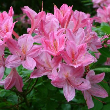 Azalea viscosum Rosata