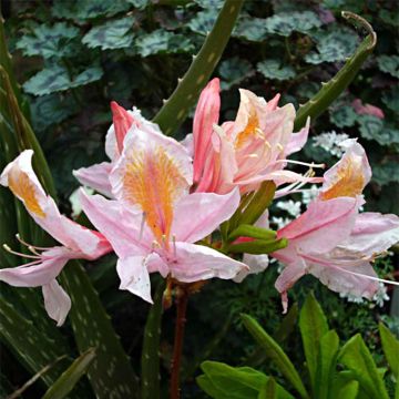 Azalea Delicatissima