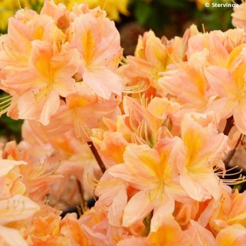 Azalea mollis Demoiselles de Boutiguery Nella