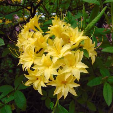 Azalea luteum Narcissiflora