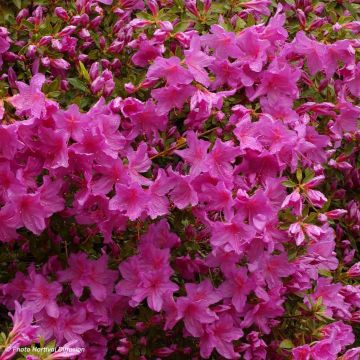 Azalea Blue Danube