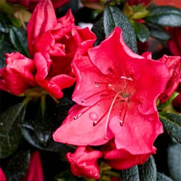 Azalea japonica Vuyk's Rosyred