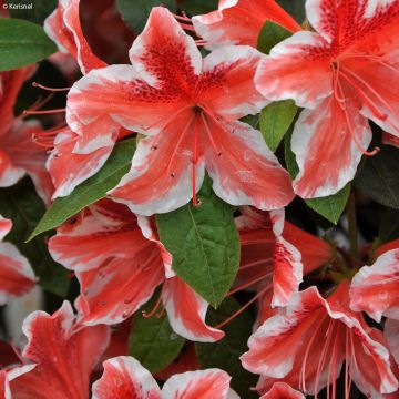 Azalea japonica Ben Morrisson