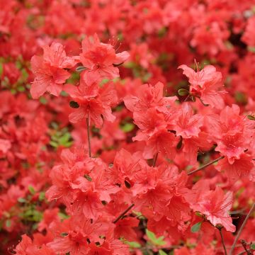 Azalea japonica Orange Beauty