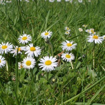 Bellis perennis - Margarita de los prados