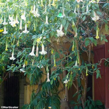 Brugmansia arborea - Árbol de las trompetas