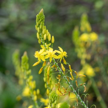 Bulbine frutescens Medicus