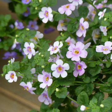 Bacopa Scopia Gulliver Pink Heart Improved