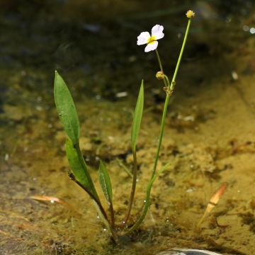 Baldellia ranunculoides