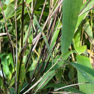 Fargesia yunnanensis - Bambú no invasivo