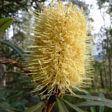 Banksia integrifolia