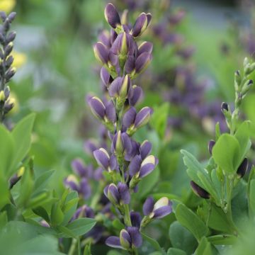 Baptisia Indigo Spires