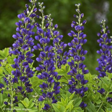 Baptisia Decadence Sparkling Sapphires