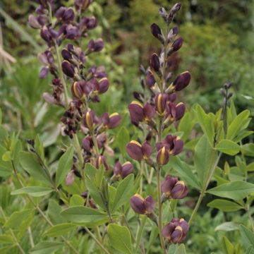 Baptisia Twilight Prairie Blues