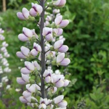 Baptisia albescens Pink Form