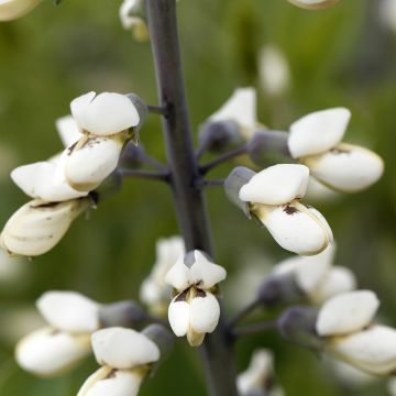 Baptisia alba - Falso índigo blanco