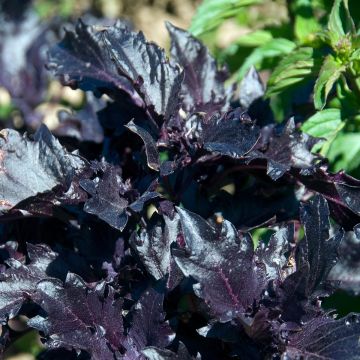 Albahaca Purple Ruffles