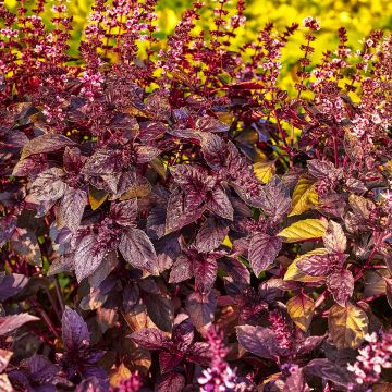 Albahaca Red Rubin