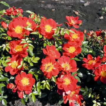 Rosal Bee's Paradise Light Red