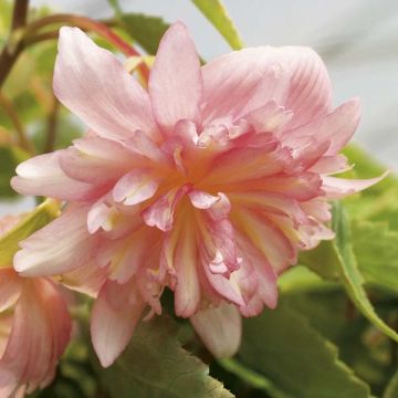 Begonia Belleconia Soft Orange