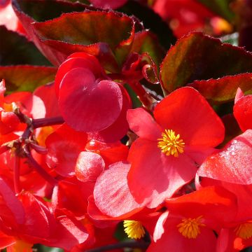 Begonia F1 Big Red Bronze Leaf