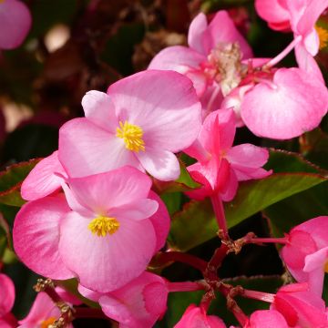 Begonia Big F1 Pink Green Leaf