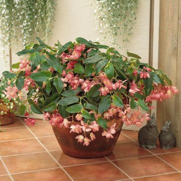 Begonia Siempre-florida Dragon Wing Pink