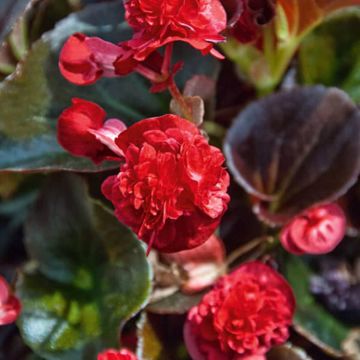 Begonia Siempre-florida Gumdrop Coco Red