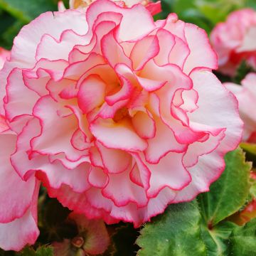 Begonia Non-Stop Rose Petticoat F1