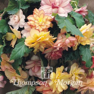 Begonia Show Angels Mixed F1