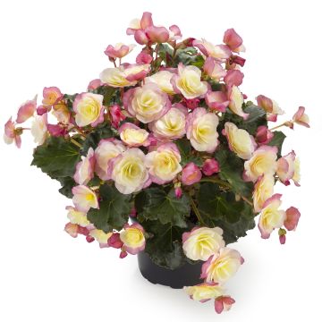 Begonia Sunbrero Bicolor